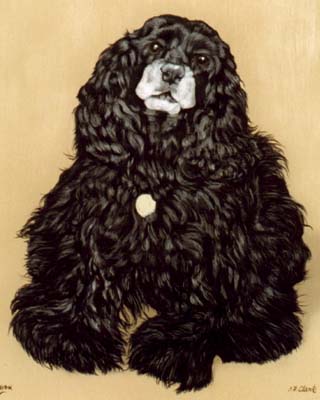 Pet Portraits - American Cocker Spaniel - Oils