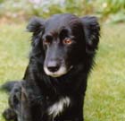 Basil - Border Collie - Rainbow Bridge