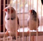 Dot and Dash -  Zebra Finches - Rainbow Bridge