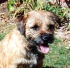 Quake - Border Terrier