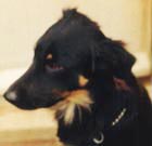 Worzel - Black and Tan Border Collie - Rainbow Bridge