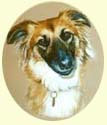 Clcick for Larger Image of Australian Shepherd Dog