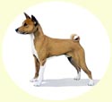 Click for Larger Image of Basenji - African Dog
