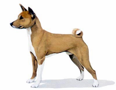 Pet Portraits - Basenji - African Dog painting