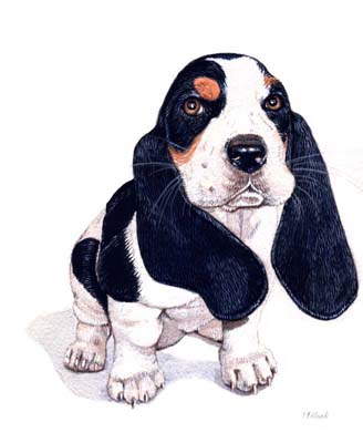 Pet Portraits - Basset Hound Painting by Isabel Clark