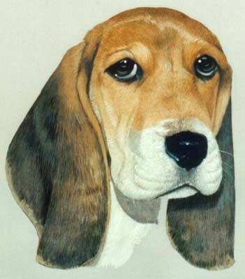 Pet Portraits - Basset Hound Painting by Isabel Clark