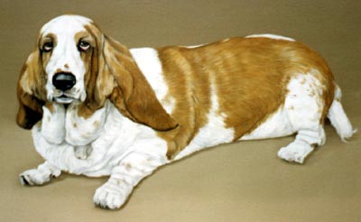 Pet Portraits - Basset Hound Painting by Isabel Clark