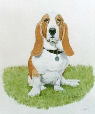 Pet Portraits - Basset Hound Painting by Isabel Clark