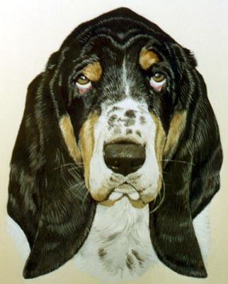 Pet Portraits - Basset Hound Painting by Isabel Clark