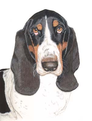 Pet Portraits - Basset Hound Painting by Isabel Clark