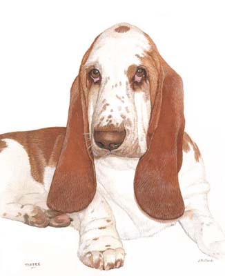 Pet Portraits - Basset Hound Painting by Isabel Clark