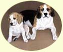 Click for Large Beagle Image