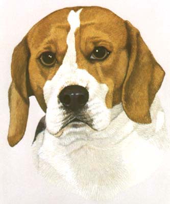 Pet Portraits - Beagle - Dee Jay - Watercolours