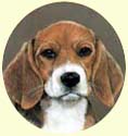 Click for Large Beagle Image