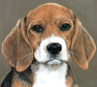 Pet Portraits - Beagle - Oils