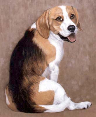 Pet Portraits - Beagle Full Body Study - Oils