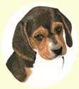 Click for Larger Image of Beagle Puppy