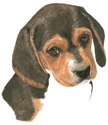 Pet Portraits - Beagle Pup - Watercolours
