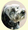 Click for Larger Bearded Collie Image