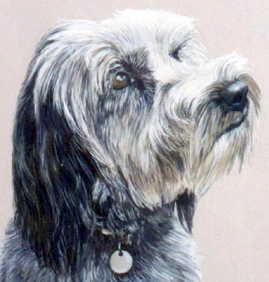 Pet Portraits - Bearded Collie Max - Watercolours
