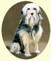 Click for Larger Bearded Collie Image