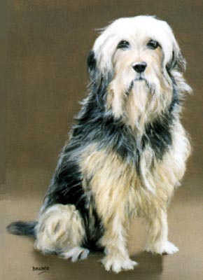 Pet Portraits - Bearded Collie mix Full Body Study