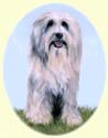 Click for Larger Bearded Collie Image