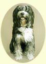 Click for Larger Bearded Collie Image