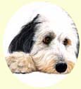 Click for Larger Bearded Collie Image