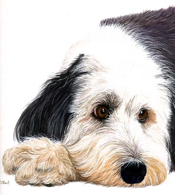 Pet Portraits - Bearded Collie Head Study - Watercolours