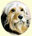 Click for larger image of bearded collie mix Bruno