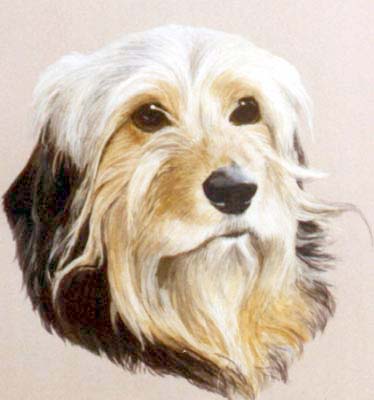 Pet Portraits - Bearded Collie Bruno 1 - Watercolours