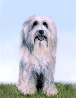 Pet Portraits -   Bearded Collie Dog Paintings from YOUR own photos 