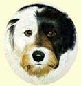 Click for Larger Bearded Collie Mix Image