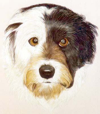 Pet Portraits - Bearded Collie Mix Head Study - Watercolours