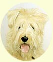 Click for Larger Bearded Collie Mix Image