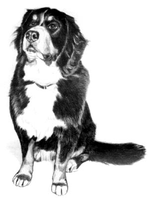 Pet Portraits - Bernese Mountain Dog Full Body Pencil Study 