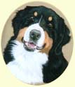 Click for larger image of Bernese Mountain Dog