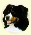 Click for larger image of Bernese Mountain Dog