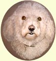 Click for larger image of Bichon Frise painting