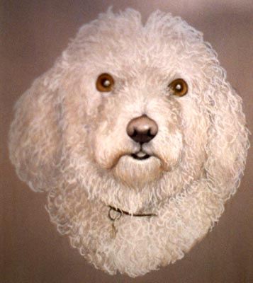 Pet Portraits - Bichon Frise Painting