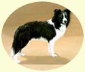 Click for Larger Border Collie painting