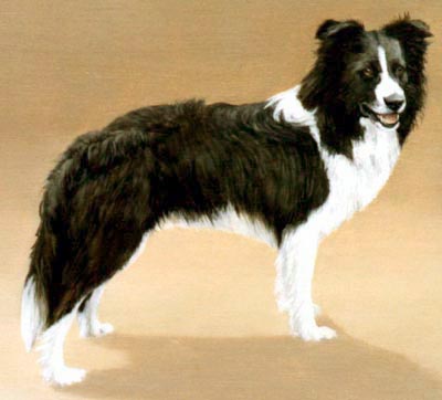 Pet Portraits - Border Collie Full Body Study - Oils