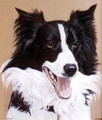 Pet Portraits - Border Collie Head Study - Oils