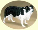 Click for Larger Border Collie painting