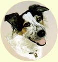 Click for Larger Border Collie painting