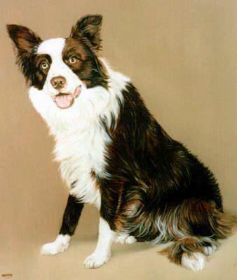 Pet Portraits - Border Collie Sitting - Oils