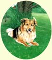 Click for Larger Border Collie painting