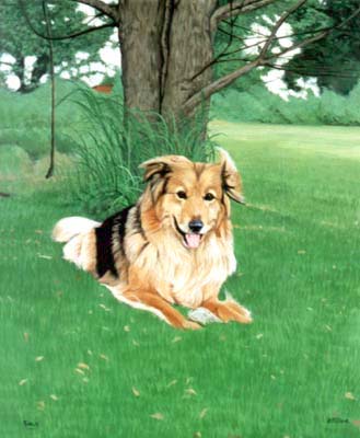 Pet Portraits - Border Collie painting - Oils