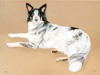 Pet Portraits - Border Collie painting - Oils